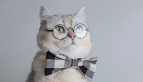 kotek w okularach i muszce